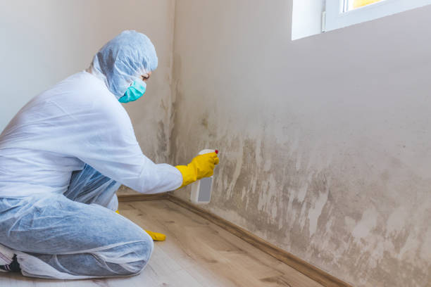 Licensed Mold Removal service in Church View, VA - WQB Mold Removal