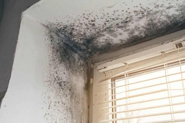 Affordable Mold Removal solutions in Church View, VA
