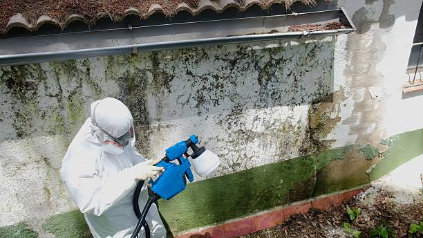 Top rated local Mold Removal specialists in Church View, VA